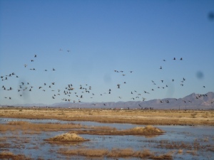 The cranes will feed and loaf in Cochise County until midwinter, when they will begin their migrations. Some will travel as far as Siberia.  These aren't the cranes that pass over my house in the Sierra, Tom says.  Those sandhills winter in California's central valley.