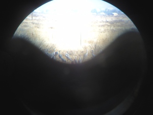 The viewing deck is quite a distance from the cranes; the only close up view is with a scope.  Here's my attempt to take a photo through the scope.  Not elegant, but at least you can get an idea of what they look like up close. 